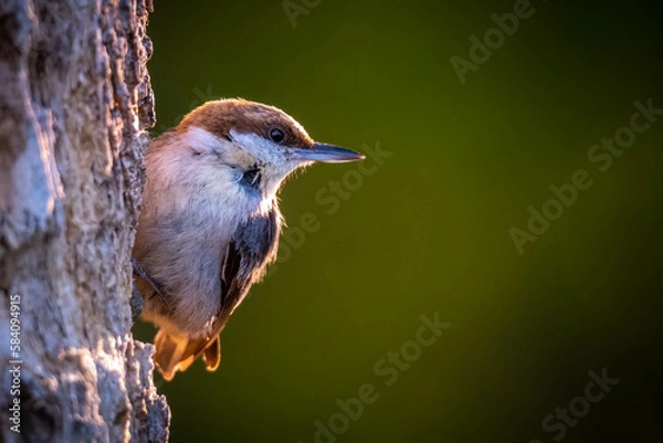 Fototapeta A Brown-headed nuthatch strikes a pose, backlit by the morning sunlight.