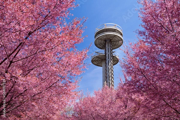 Fototapeta Cherry blossom trees in Flushing Meadows Corona Park at New York City
