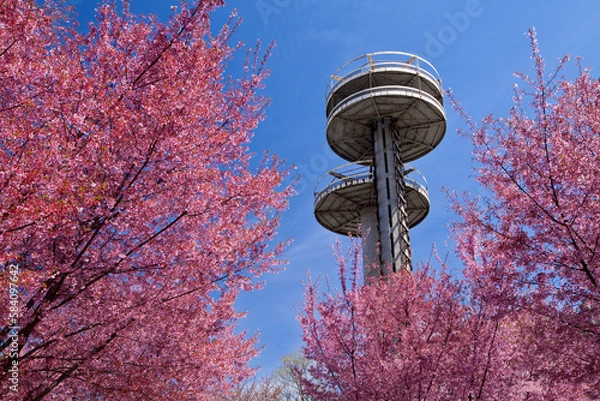 Fototapeta Cherry blossom trees in Flushing Meadows Corona Park at New York City