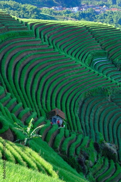 Fototapeta view of hut in the shallot plantation. terracing in Majalengka, West Java, Indonesia