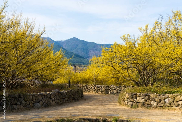 Fototapeta 산수유꽃이 노랗게 핀 산수유마을의 돌담길