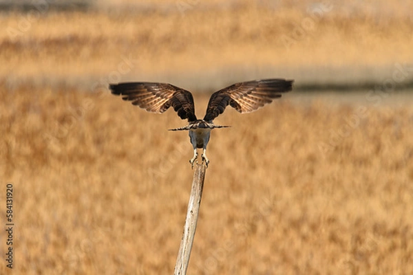 Obraz 羽を広げる