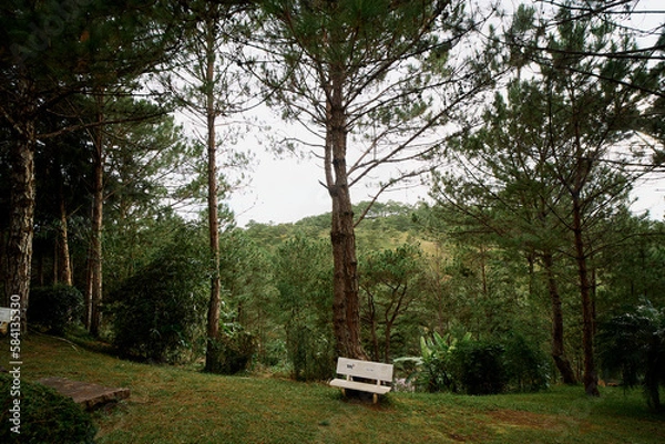 Fototapeta bench in the forest in da lat, vietnam