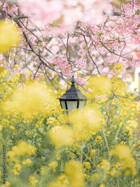 Obraz 河津桜と菜の花