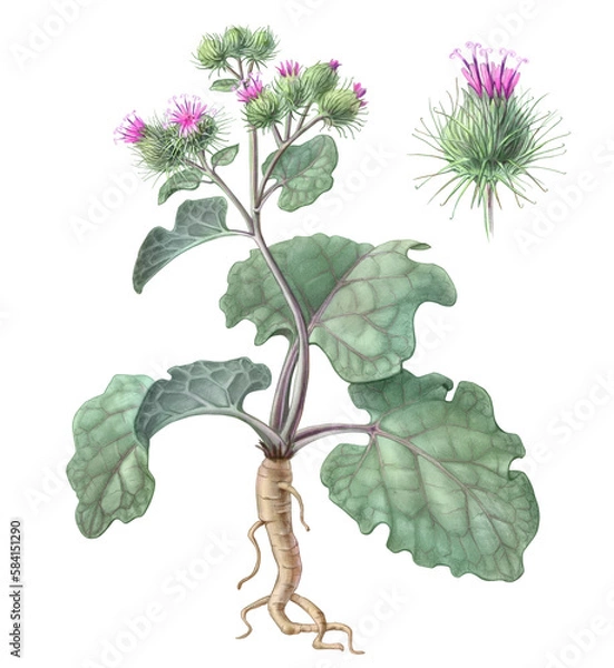 Obraz Burdock Plant Hand Drawn pencil Illustration Isolated on White with Clipping Path