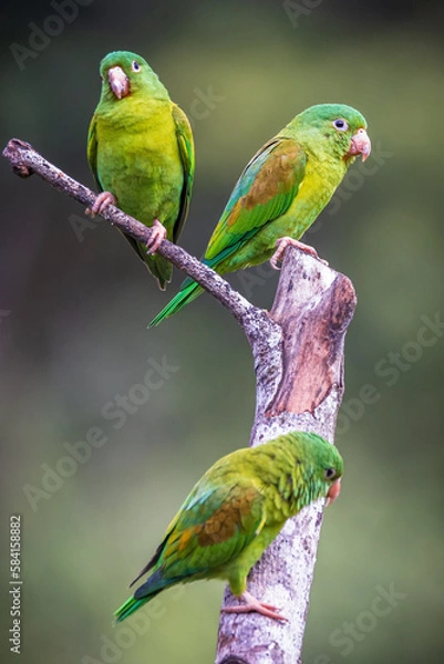 Obraz Orange Cheeked Parakeet Bird