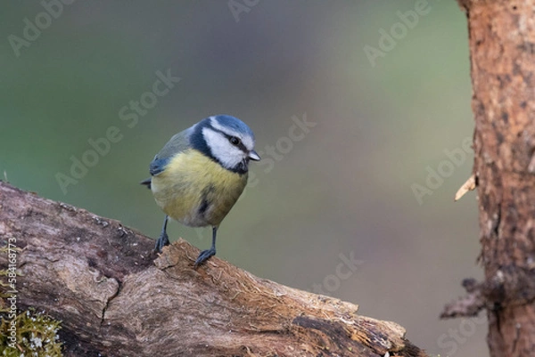 Obraz Blaumeise (Cyanistes caeruleu)