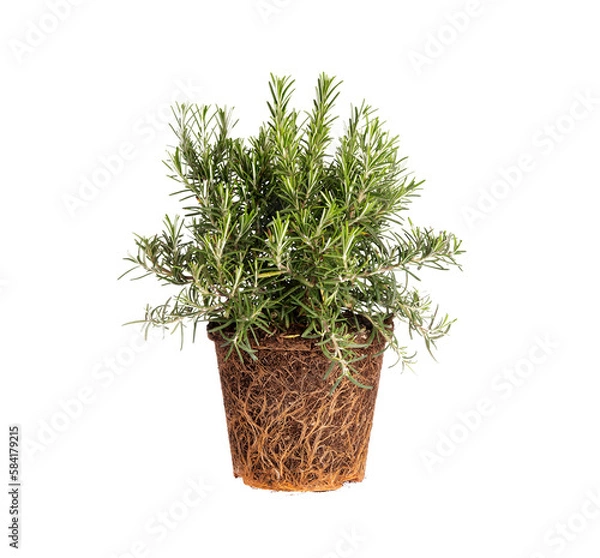 Fototapeta Rosemary plant with roots. Ready to plant. Preparation of the garden and vegetable patch. Agriculture, aromatic herbs. Isolated on transparent background. Precision cut.