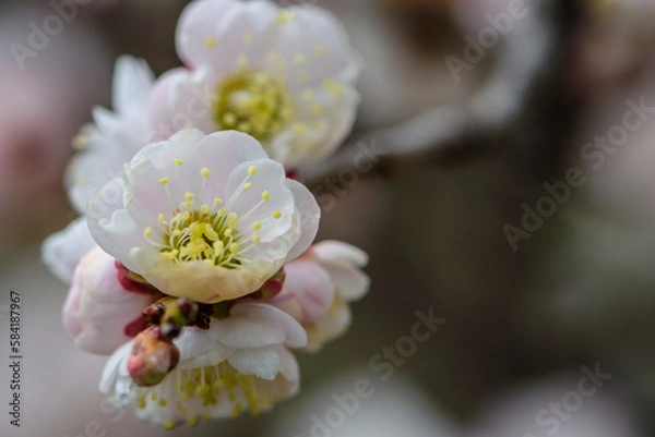 Fototapeta 春うらら仙台の梅の共演
