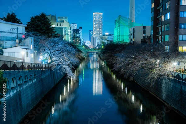 Obraz 目黒川の夜桜