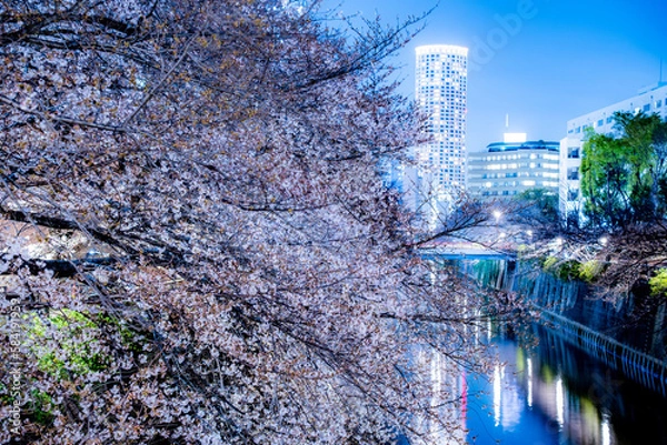 Obraz 目黒川の夜桜