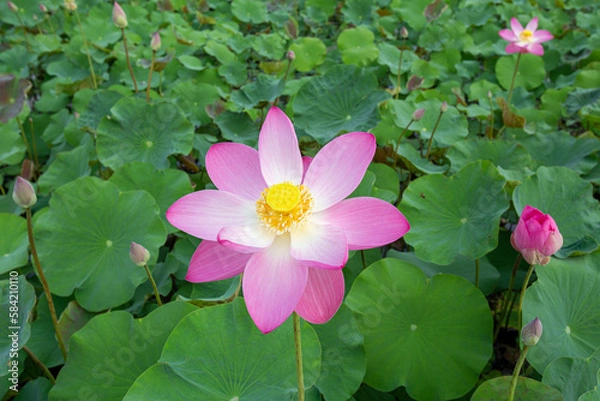 Fototapeta Big closeup Nelumbo nucifera or Sacred lotus or Indian lotus or Simply lotus in a beautiful lotus pool