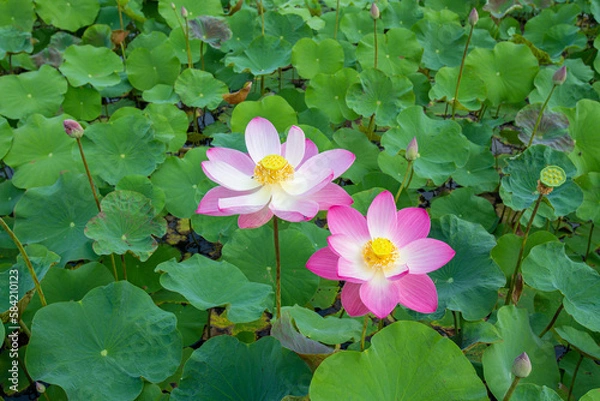 Fototapeta Closeup Nelumbo nucifera or Sacred lotus or Indian lotus or Simply lotus in a beautiful lotus pool