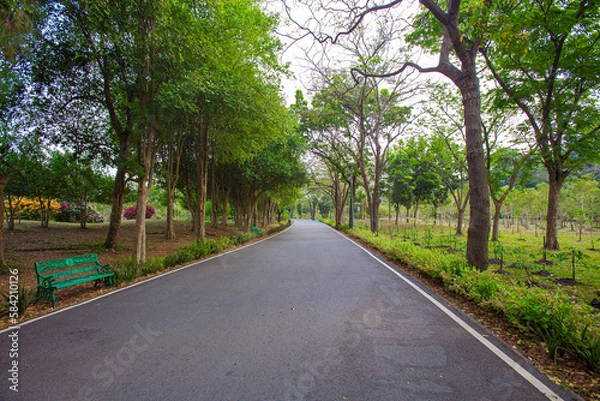 Fototapeta Long walking and running paths shaded by mature trees in the park