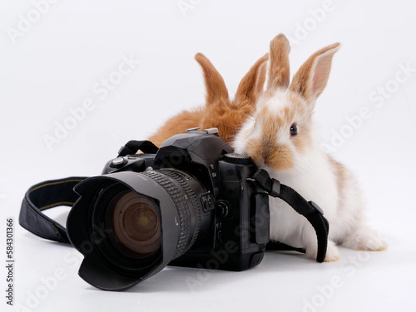 Fototapeta rabbit photographer camera on a white background