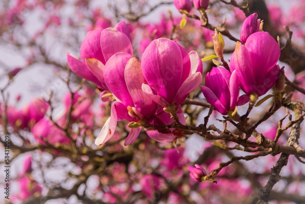 Obraz Arbre à fleurs