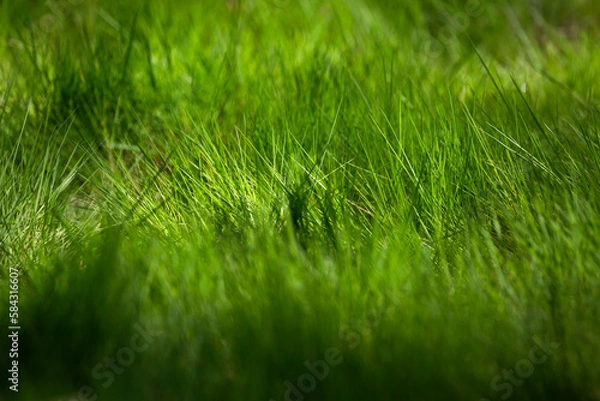 Obraz green grass background