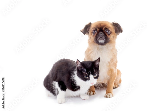 Obraz cat and dog isolated, png file