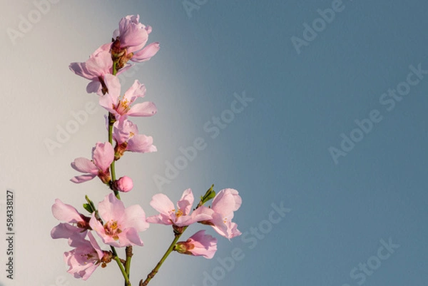 Obraz Spring flowers isolated on blue with sun light, with clipping path. Minimalistic style pink spring flowers in white and blue background

