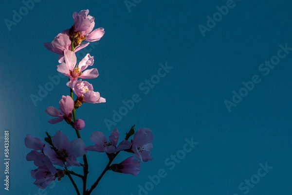 Obraz Spring flowers with a spot of light isolated on blue, with clipping path