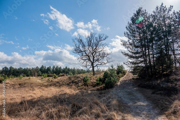 Fototapeta landscape with trees