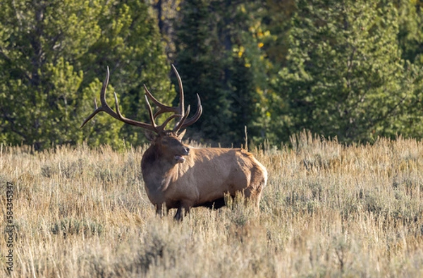 Fototapeta Bull Elk During the Rut in Wyoming in Autumn