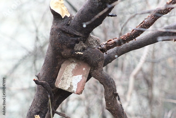 Obraz brick in tree