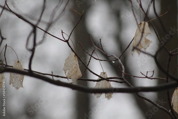 Obraz branches of a tree