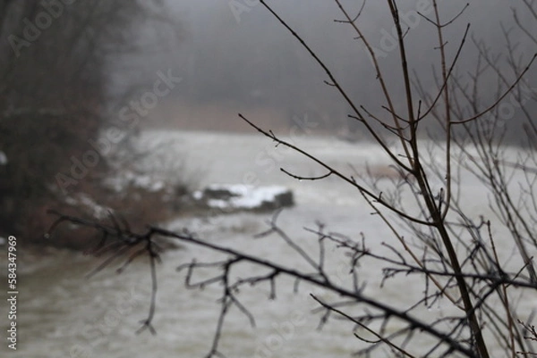 Obraz tree in the fog