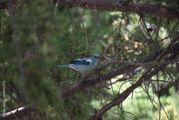Fototapeta a bird in a tree
