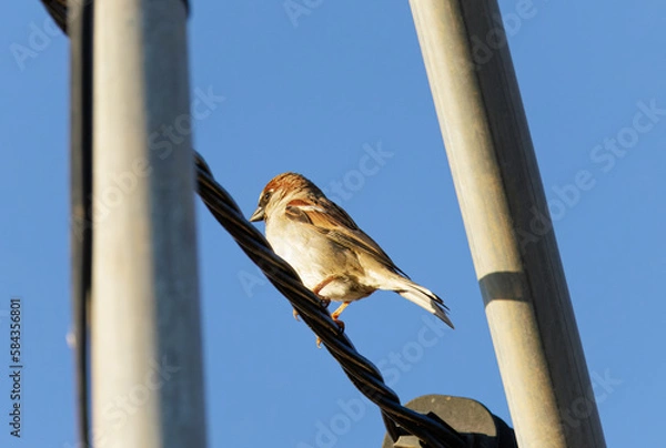 Obraz Gorrión común (Passer domesticus)