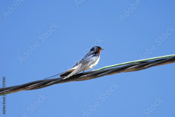 Obraz Golondrina común (Hirundo rustica)