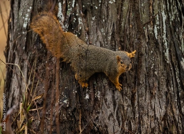 Fototapeta Brown squirrel sitting on the tree branch