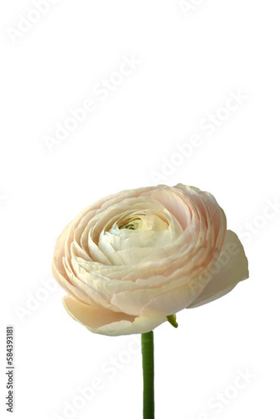 Obraz Flower Ranunculus