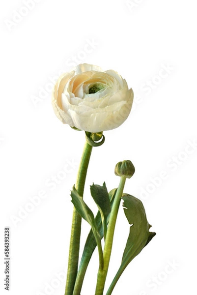 Obraz Ranunculus, White Flower