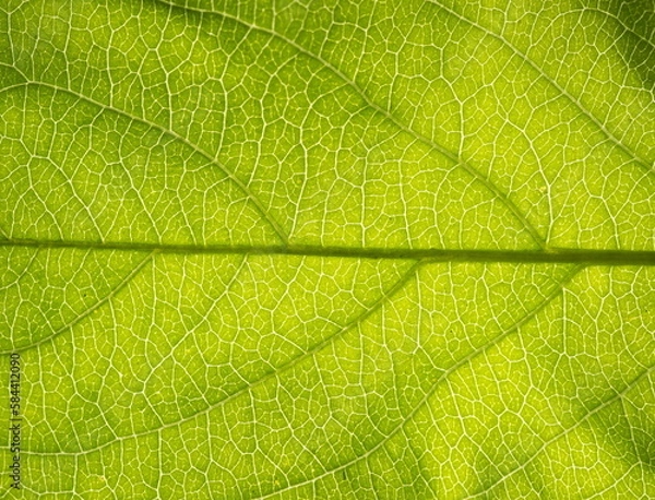 Fototapeta Close up leaf texture. Macro background