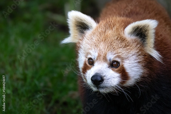 Obraz Ein roter Panda im Portrait 