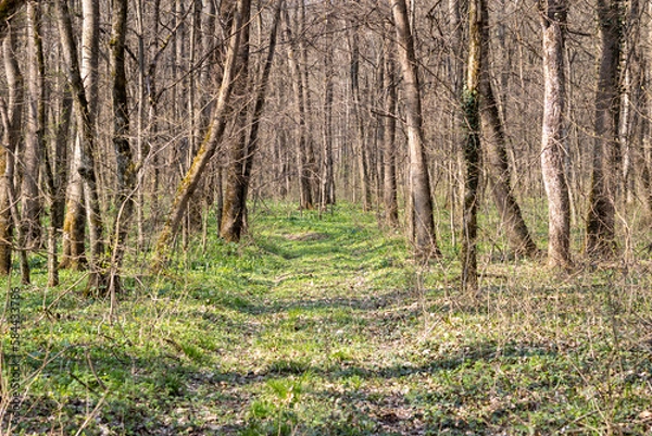Obraz footpath in the woods