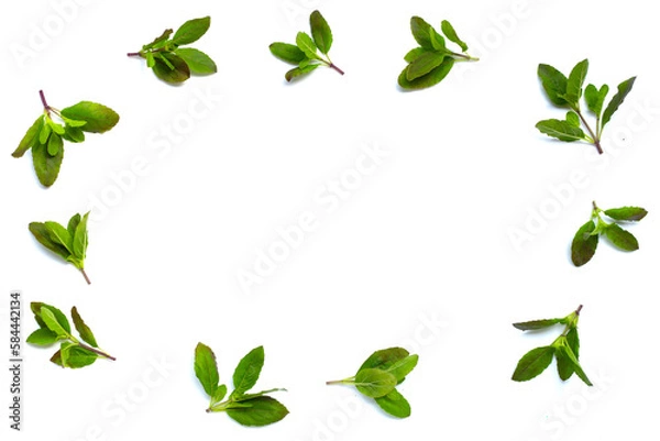 Fototapeta Frame made of holy basil leaves on white background.