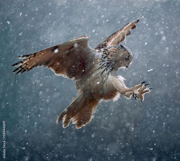 Fototapeta great white owl (Siberian owl - Bubo bubo sibiricus) catches prey in flight