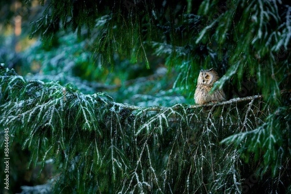 Fototapeta Owl (Asio otus) sitting on a coniferous branch