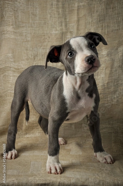 Fototapeta  Pit bull puppy, puppy portrait, cute pit bull terrier in studio, merle puppy
