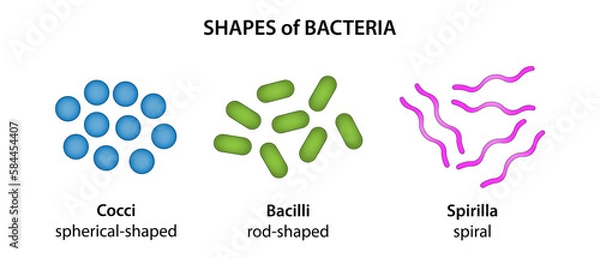 Obraz The three basic shapes of bacteria