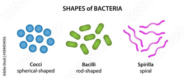 Fototapeta The three basic shapes of bacteria