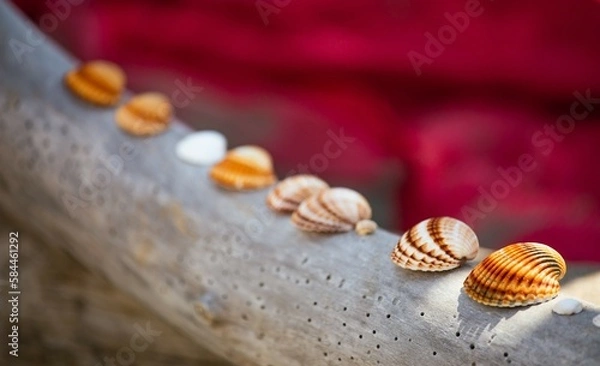Obraz shells on the beach