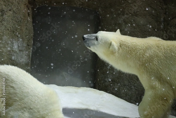 Obraz 雪とシロクマ