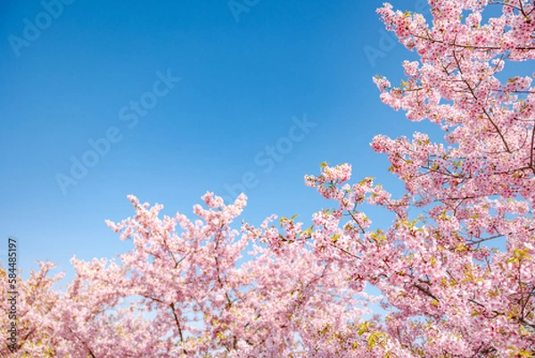 Obraz 春イメージ　青空と桜