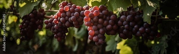 Obraz Grapes Background Banner.