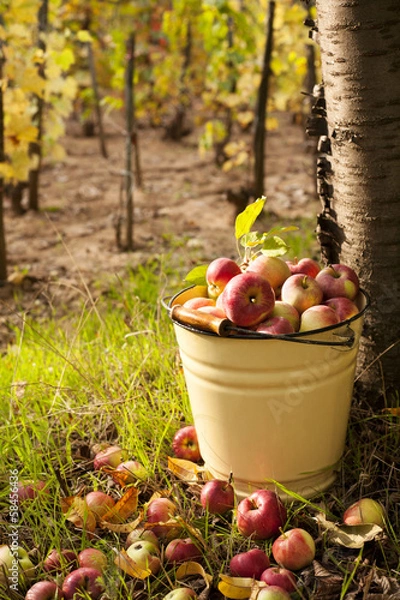 Obraz apple harvest