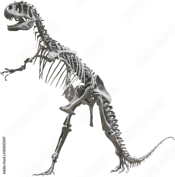 Obraz Isolated PNG cutout of an allosaurus skeleton, this dinosaur image is on a transparent background, ideal for photobashing, matte-painting, concept art